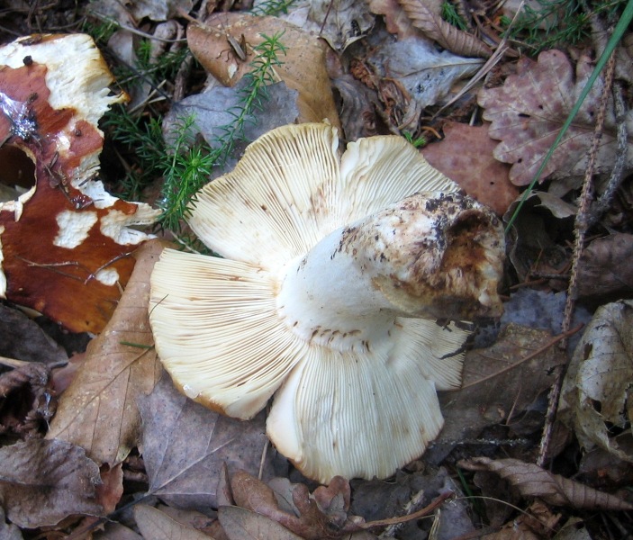 Russula foetens,credo
